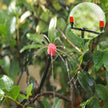 360°Adjustable Automatic Sprinkler Watering Dropper